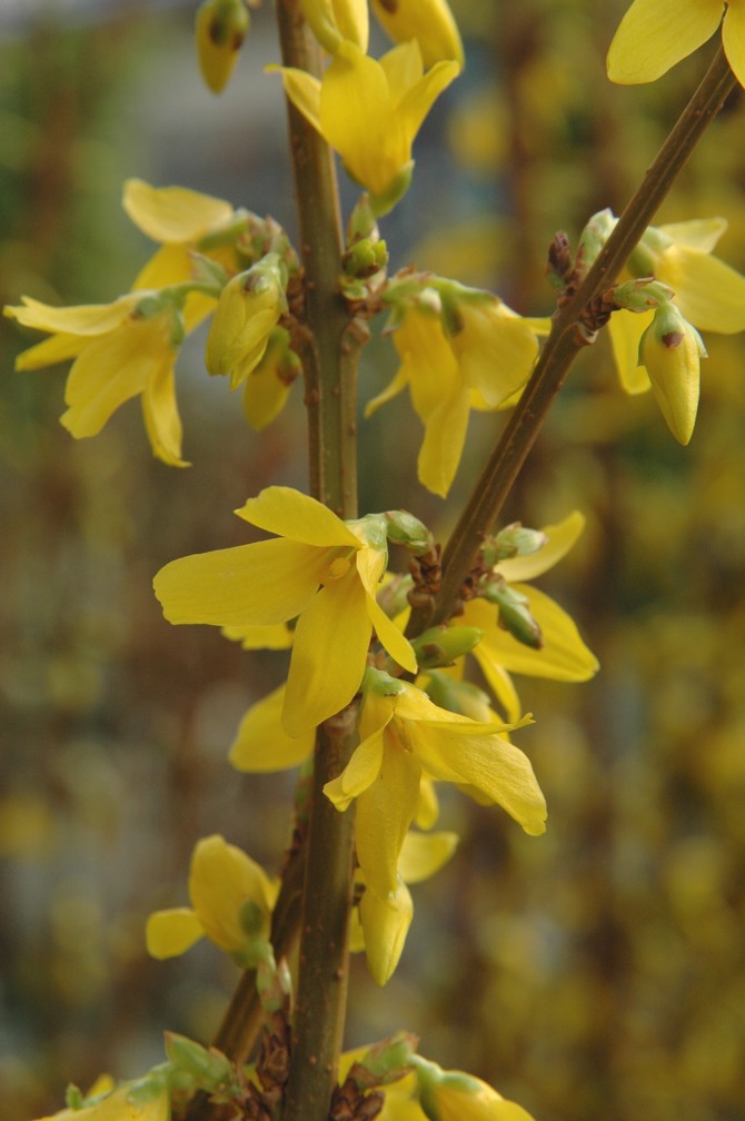 Forsythia x intermedia 'Lynwood' © Snezana Gerbault